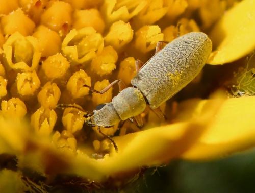 Réf. 227 929 : Danacea sp.